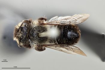 Media type: image;   Entomology 786123 Aspect: habitus dorsal view